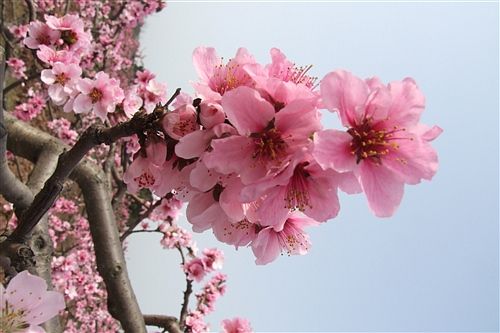 桃花族最新网址，探索与体验之旅